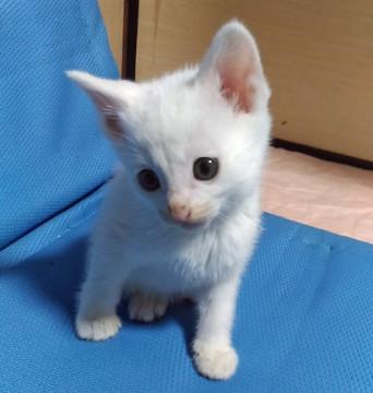 どなたか里親になって頂けませんか
