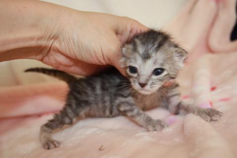 かわいい赤ちゃんさばとら授乳中