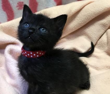 ☆保健所からのレスキュー黒猫男の子