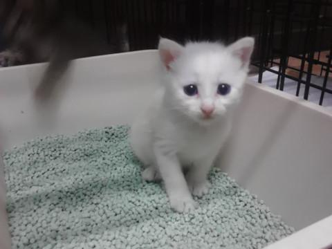 真っ白ブルーアイの女の子　2匹姉妹