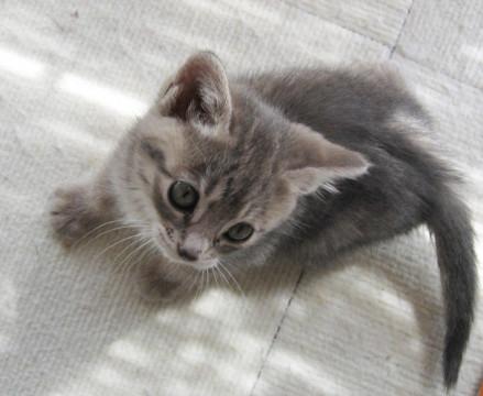 片手サイズのフワフワちゃん