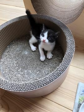 幸運をつかむかぎシッポの男の子。