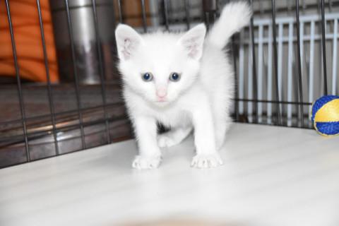 基本は　白・・ですね