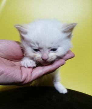 もふもふのペルシャミックス？