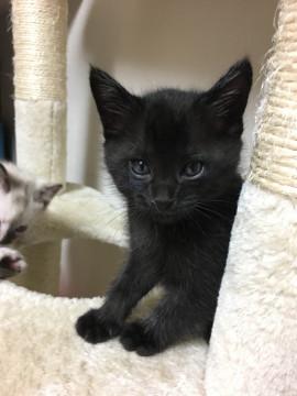 黒猫