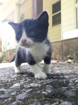 甘えん坊猫ちゃん♬