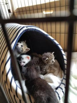 母猫 亡くなり 残されました