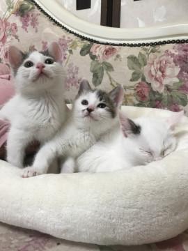 すくすく育っています、子猫3匹