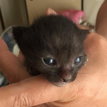 生後一週間の三兄弟