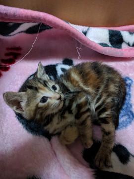 1ヶ月のサビ猫