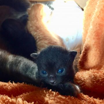 生後10日 クロ 瞳はブルー