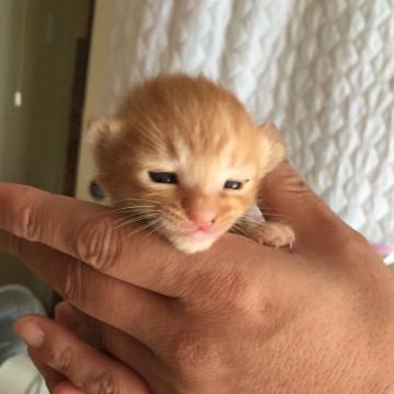 生後10日 茶トラ