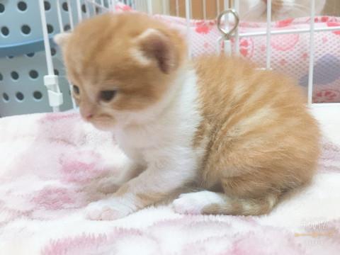 トラ柄くん