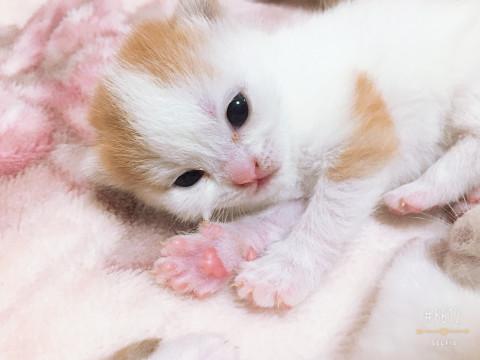 べっぴんベビー