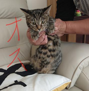 3ヶ月の子猫ちゃん ■オス