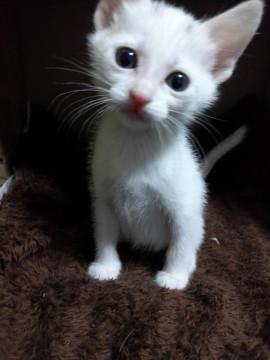 少し頭の所に黒い所がある白い猫1ヶ月
