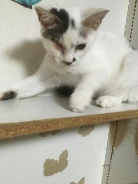 猫風邪の為片目になった優しいお顔の女の子