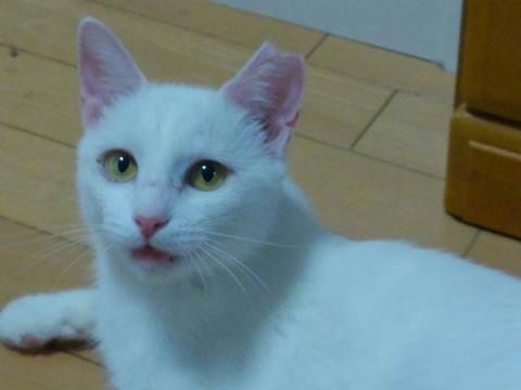 しっぽだけキジトラ模様の美しい白猫ちゃん