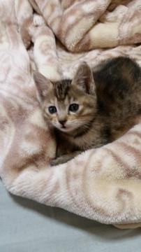 かわいいキジトラ