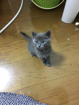 自家繁殖の末棄てられた子たちです①