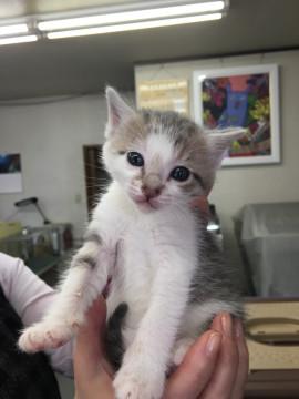 ４月生まれの５匹の子猫たち