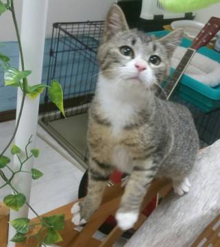 お話し好き子猫ちゃん