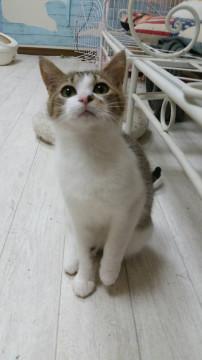 マイペース子猫