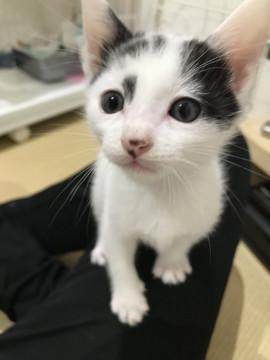 子猫★白黒★モーモーズ③★(13)