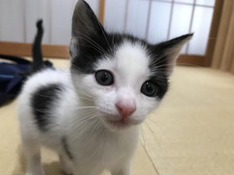 子猫★白黒★モーモーズ⑤★(１５)