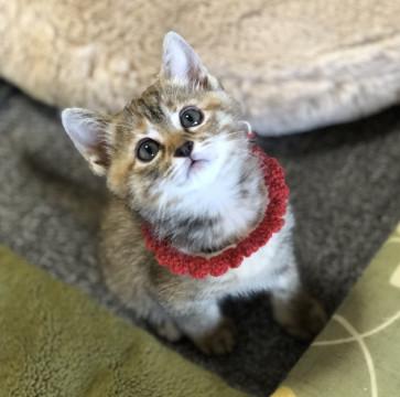 生後約1ヶ月の可愛いサビちゃん
