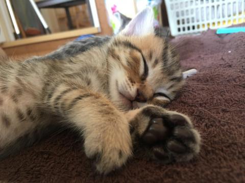 子猫★キジトラ★キジーズ①★(１６)