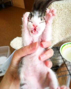 子猫★キジシロ★キジーズ②★(１７)