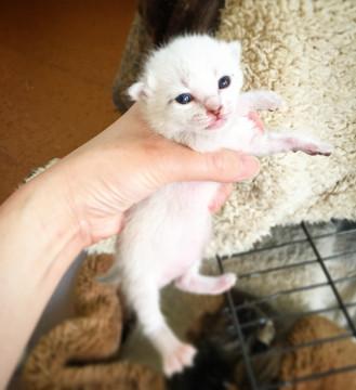 子猫★ベージュ✖️薄茶★キジーズ③(１８