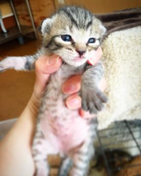 子猫★キジトラ★キジーズ④(１９)