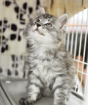 ふわふわ長毛子猫