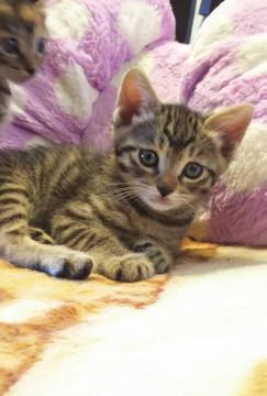 きじ美猫2兄妹の男の子