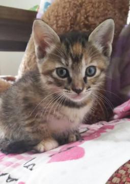きじ美猫2兄妹の女の子