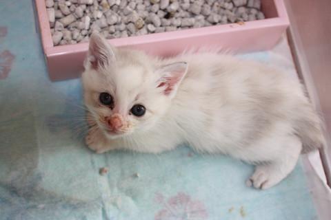 かわいいラグドール風離乳中