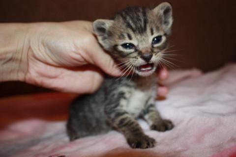 かわいいきじとら離乳中