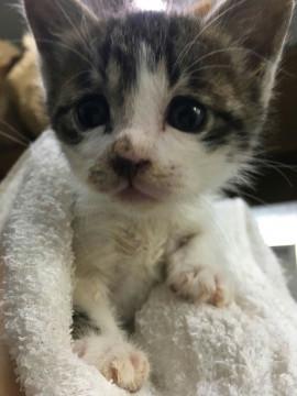 タレ目がかわいい子猫です。