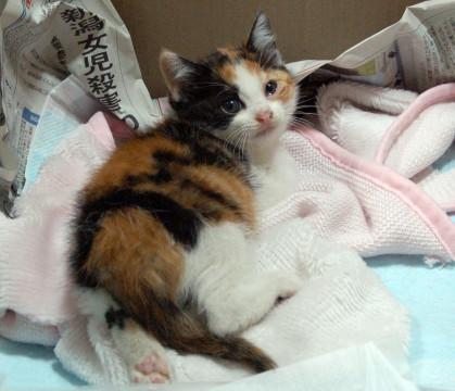 三毛猫（推定生後2ヶ月）
