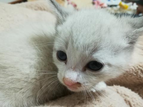 シャム系白の男の子
