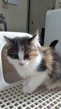 クリクリ三毛ちゃん