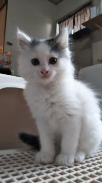 白ハチワレちゃん