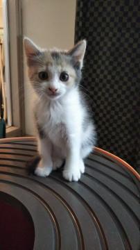薄三毛ちゃん