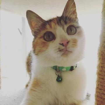 【再募】白井市/甘えん坊三毛のたまちゃん