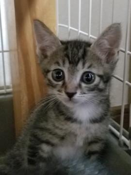 生後8週齢の２匹、２匹一緒の方優先