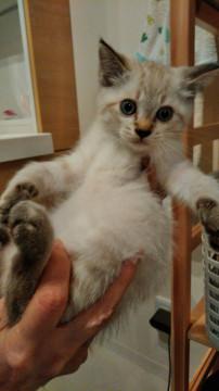 シャム猫みたいな美猫君！