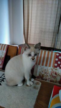 シャム猫みたいな美猫君！