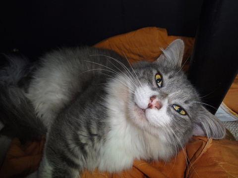 甘えん坊　純血種？